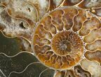 Huge Split Ammonite Pair - Agatized #6405-6